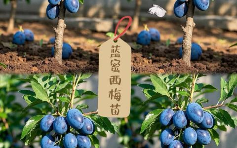 西梅树苗购买渠道选择指南：如何科学甄别优质供应商