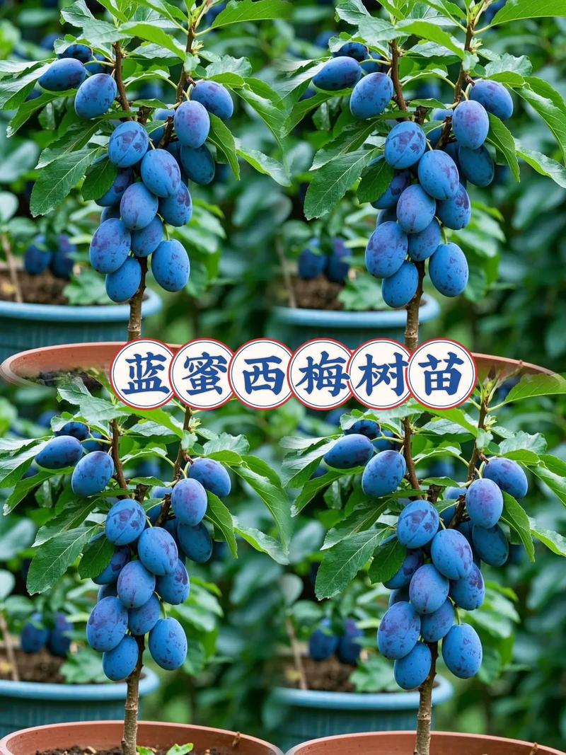 西梅树苗购买渠道选择指南:如何科学甄别优质供应商 第四步:运输与检疫合规——宁可麻烦,不可省事