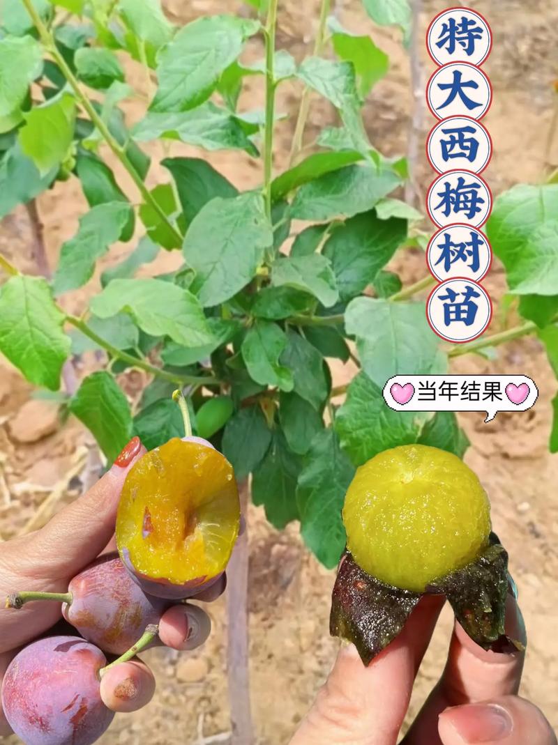 西梅树苗购买渠道选择指南:如何科学甄别优质供应商 第五步:售后保障——书面承诺比口头更可靠