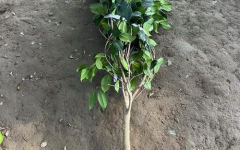 茶花树苗多少钱一棵？2025年价格区间与五大影响因素详解