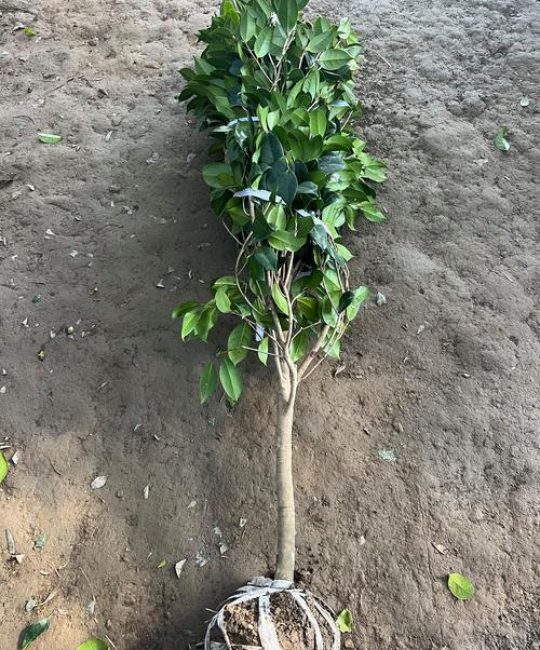 茶花树苗多少钱一棵？2025年价格区间与五大影响因素详解