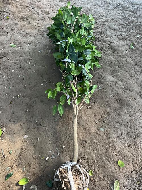 茶花树苗多少钱一棵?2025年价格区间与五大影响因素详解 茶花树苗多少钱一棵?2025年价格区间与五大影响因素详解