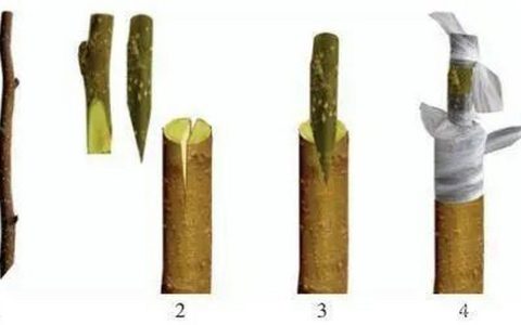 花椒扦插繁殖全攻略：从枝条处理到生根成活的关键技术