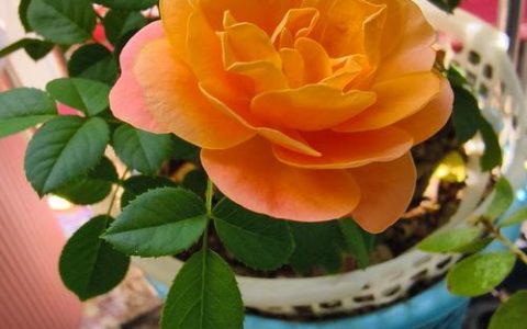 冬天月季花开花吗？答案与促花养护全攻略（含南北差异）
