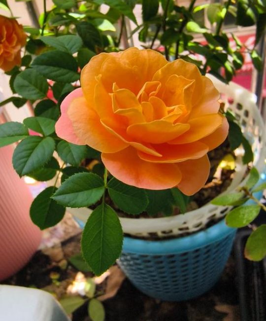 冬天月季花开花吗？答案与促花养护全攻略（含南北差异）