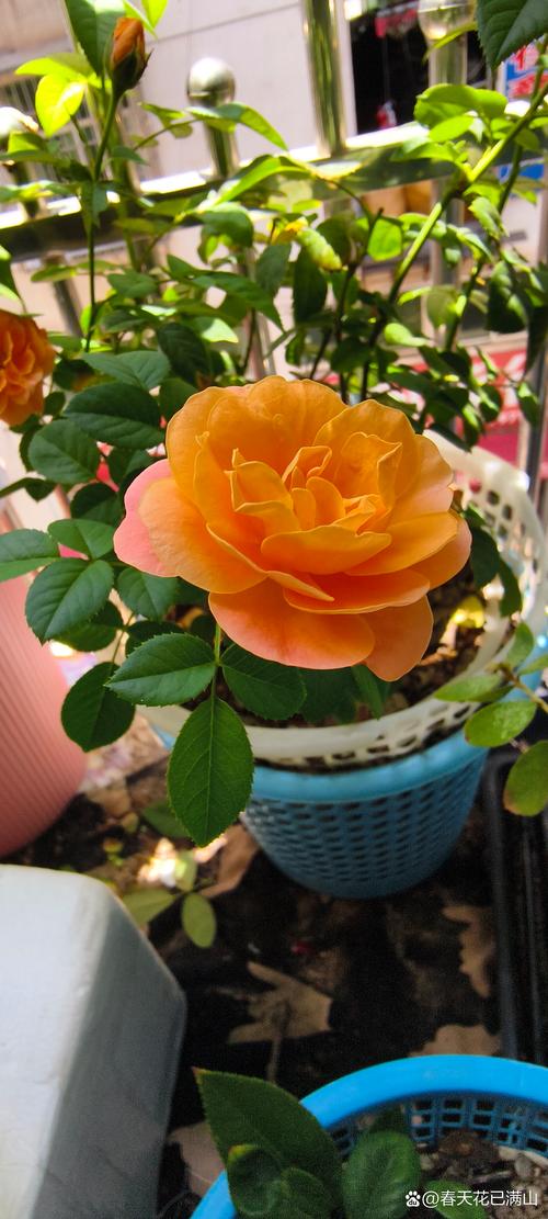 冬天月季花开花吗?答案与促花养护全攻略(含南北差异) 月季的正常花期与冬季开花表现