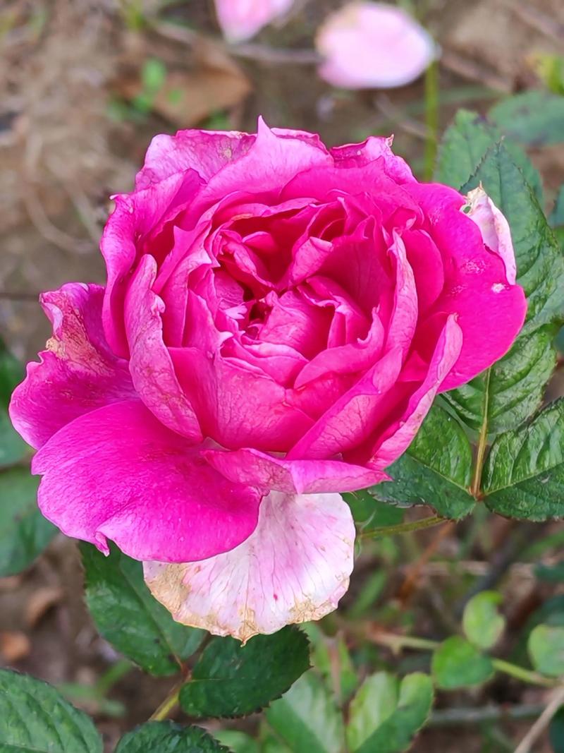 冬天月季花开花吗?答案与促花养护全攻略(含南北差异) 促花养护步骤(分南北)