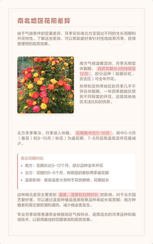 冬天月季花开花吗?答案与促花养护全攻略(含南北差异) 总结