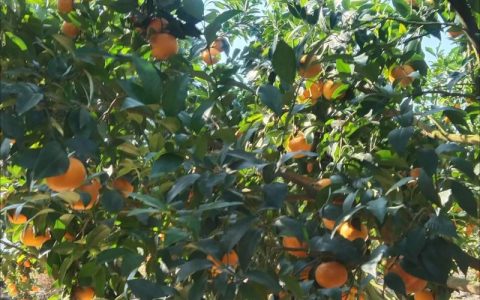 广西沃柑苗采购指南：从品种鉴别到渠道核验的完整避坑手册