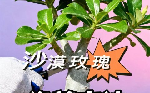 绿植剪枝后伤口如何处理？六大养护要点助植株快速恢复