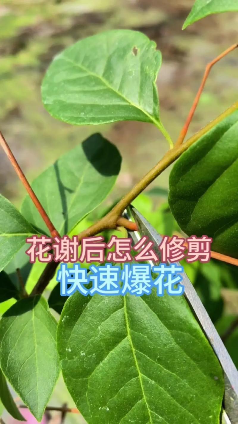 绿植剪枝后伤口如何处理?六大养护要点助植株快速恢复 修剪:伤口平整光滑、及时保护,是减少感染的关键