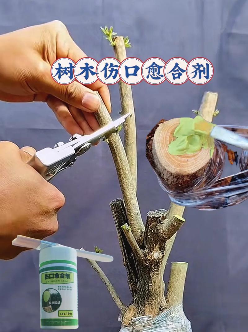 绿植剪枝后伤口如何处理?六大养护要点助植株快速恢复 光照:提供柔和散射光,避免阳光直射与过阴环境