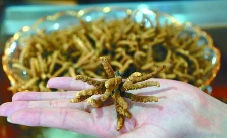 目前虫草一根大概多少钱?2024年冬虫夏草价格参考与影响因素分析 2024年虫草价格综合参考表(单根)