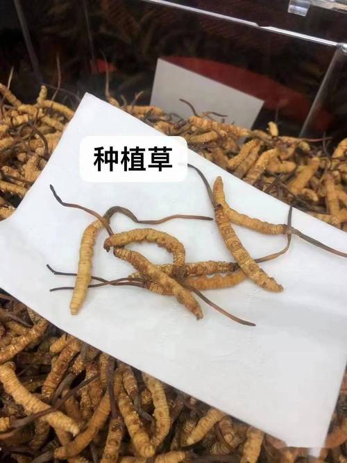 目前虫草一根大概多少钱?2024年冬虫夏草价格参考与影响因素分析 常见问题FAQ