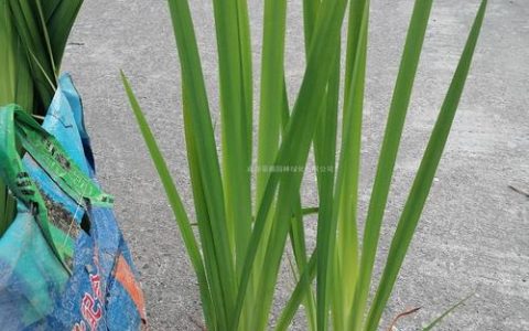 精品黄菖蒲苗采购渠道评估与品质鉴别指南
