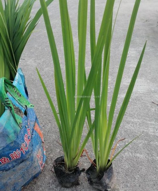 精品黄菖蒲苗采购渠道评估与品质鉴别指南