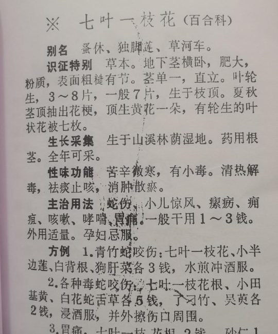 七叶一枝花哪里产的好？顶尖产地与园艺养护全指南