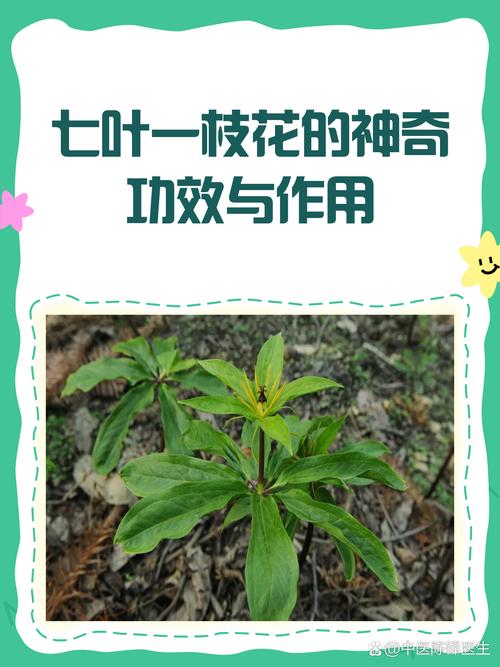 七叶一枝花哪里产的好?顶尖产地与园艺养护全指南 四、模拟产地环境的养护攻略
