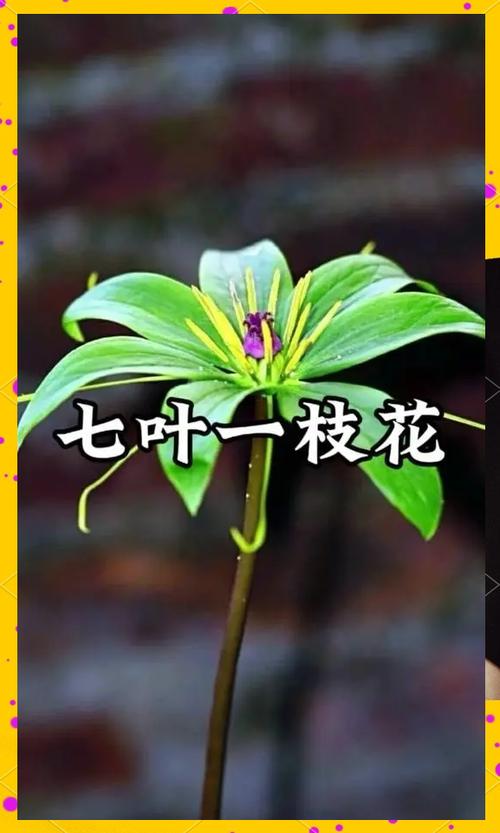 七叶一枝花哪里产的好?顶尖产地与园艺养护全指南 三、园艺栽培:如何根据产地选种源?