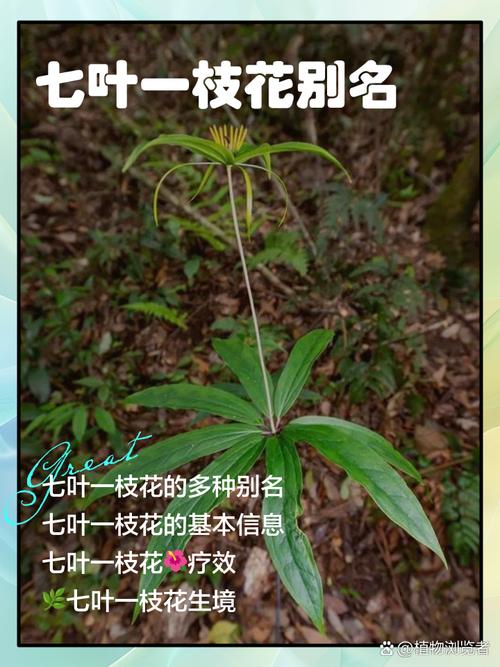 七叶一枝花哪里产的好?顶尖产地与园艺养护全指南 结语