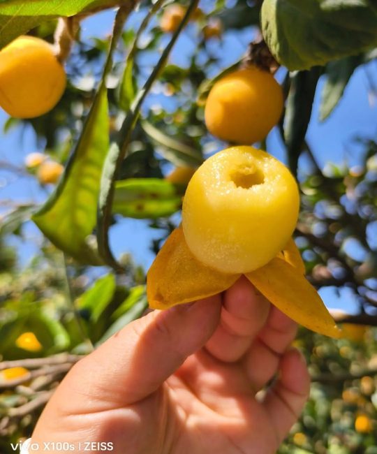 枇杷籽的正确吃法与安全指南：绝对不可食用，正确处理与种植方法