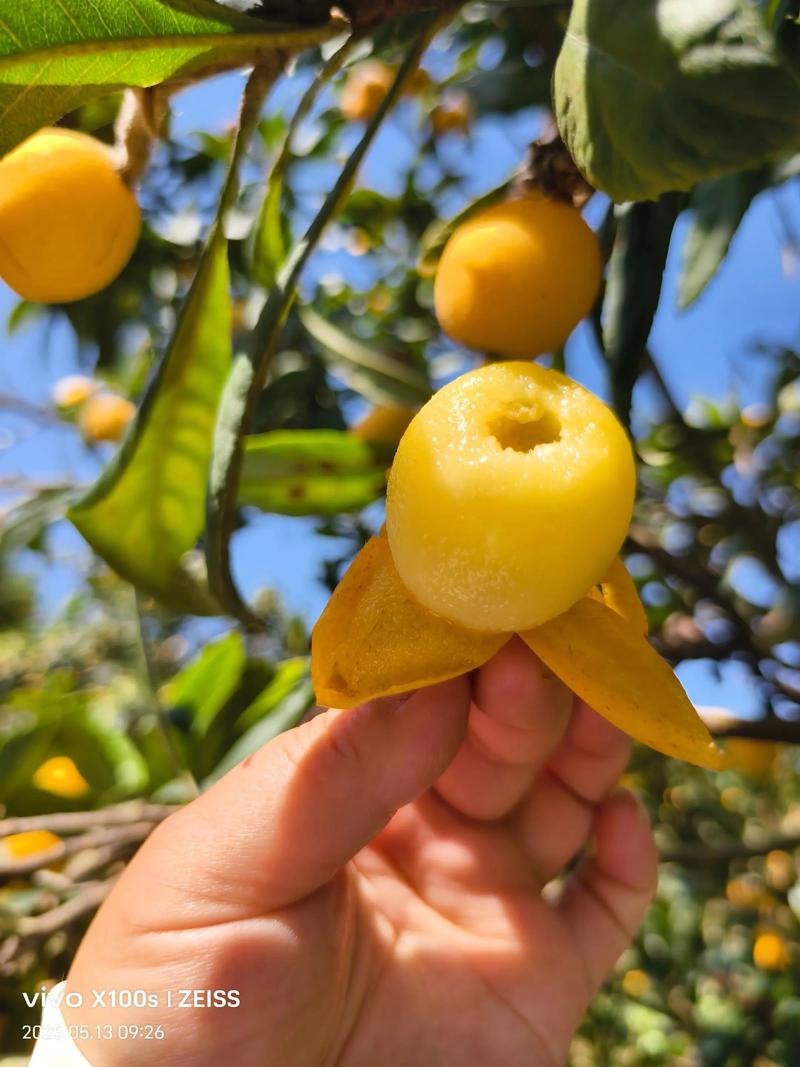 枇杷籽的正确吃法与安全指南:绝对不可食用,正确处理与种植方法 枇杷籽的正确吃法与安全指南:绝对不可食用,正确处理与种植方法