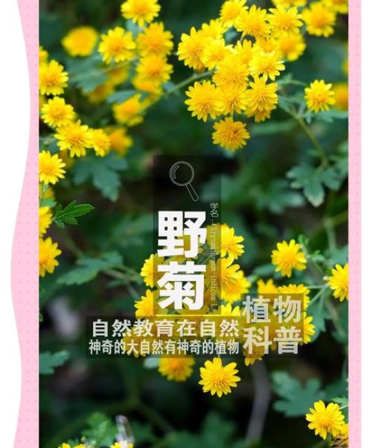 野菊花和菊花有什么区别？功效、毒性及选购全解析