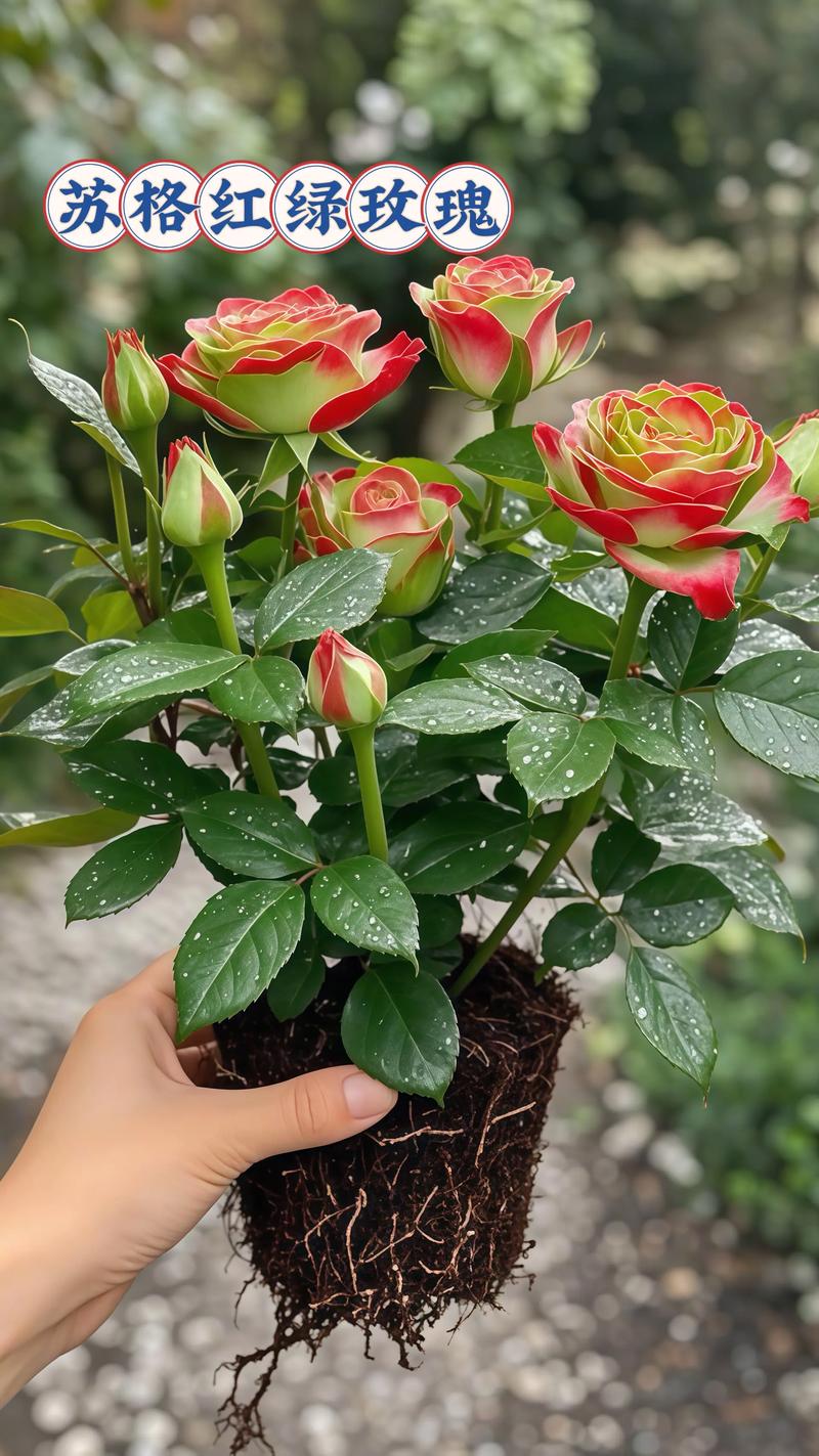 玫瑰花耐寒零下多少度?地域化种植指南 品种基础档案:玫瑰花到底是什么植物?