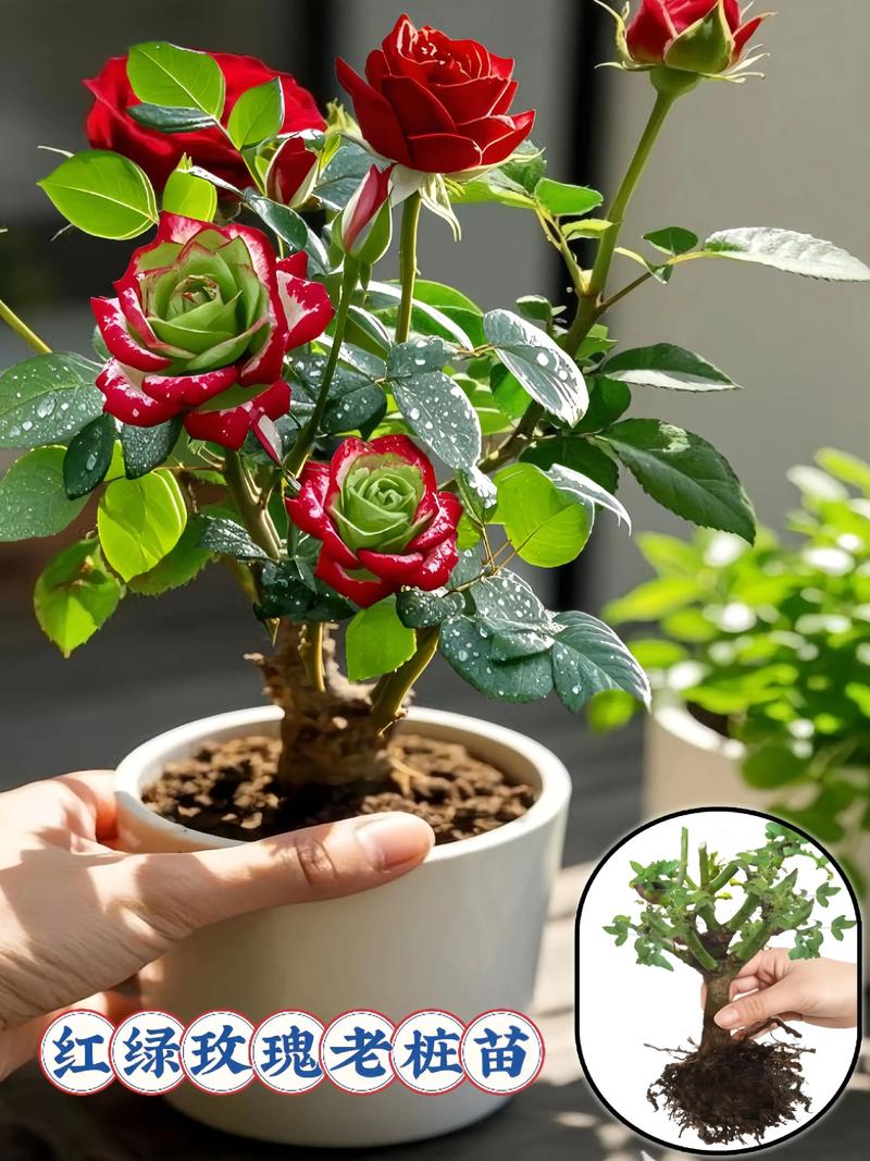 玫瑰花耐寒零下多少度?地域化种植指南 光照与水分:四季分明的养护刻度