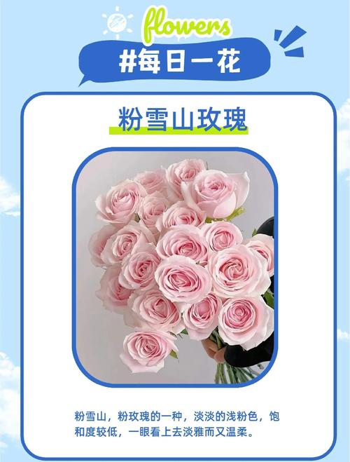 玫瑰花耐寒零下多少度?地域化种植指南 土壤要求:酸碱度与排水性