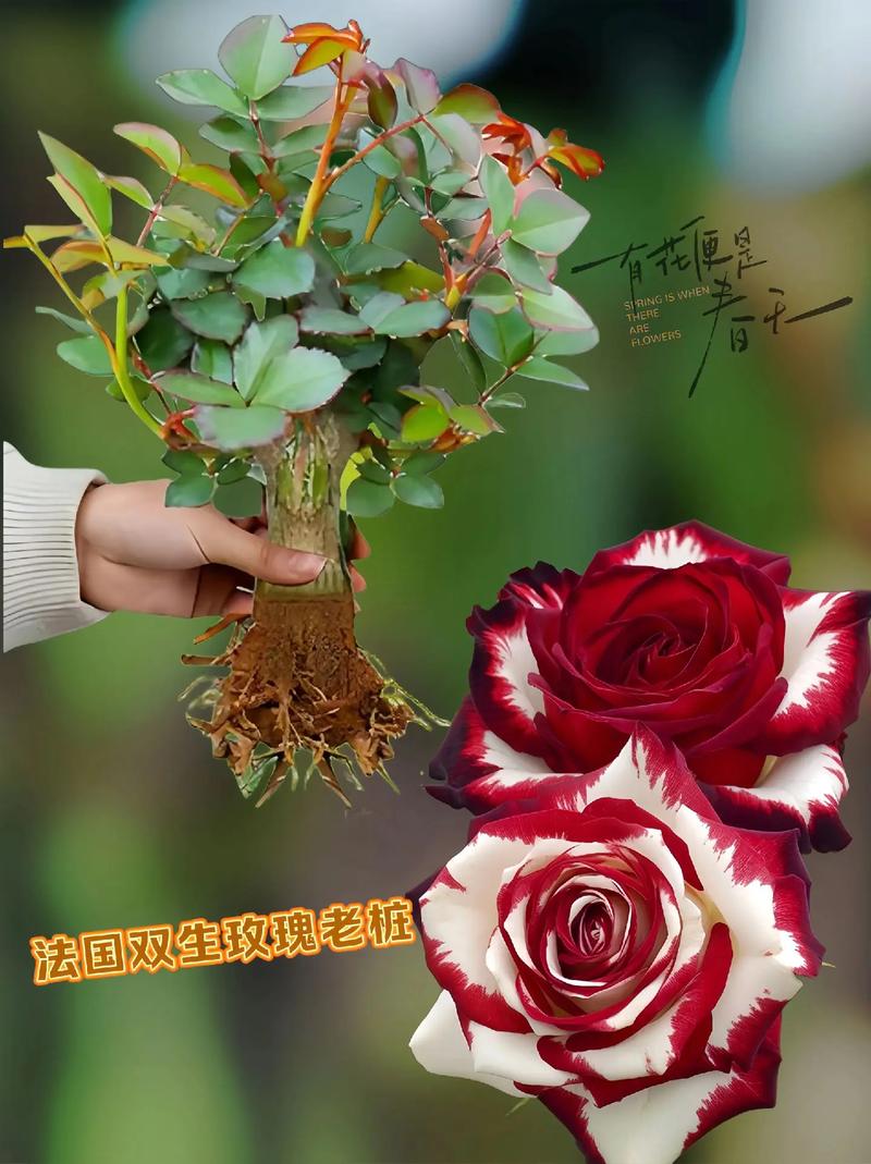 玫瑰花耐寒零下多少度?地域化种植指南 南北种植差异化建议