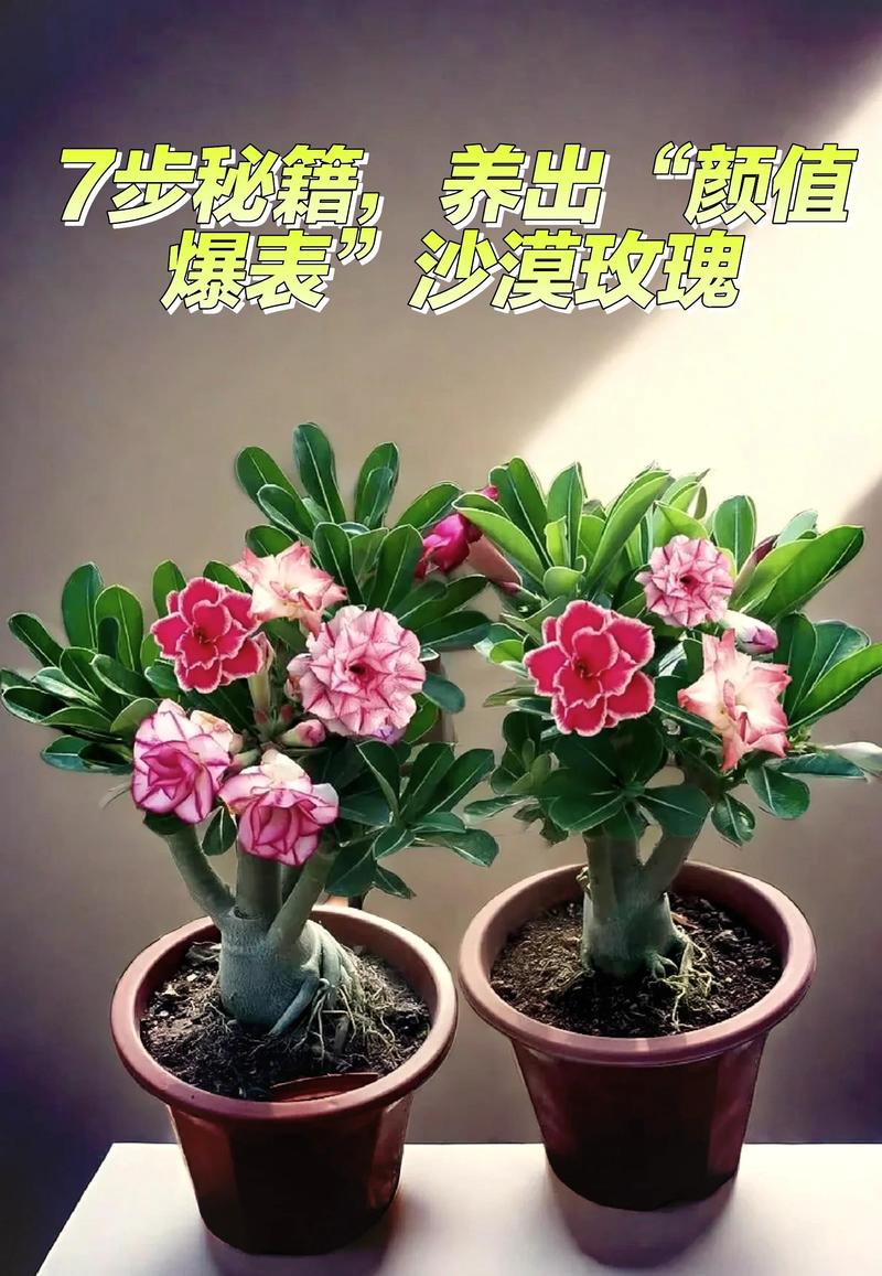 玫瑰花耐寒零下多少度?地域化种植指南 总结:3个可执行动作