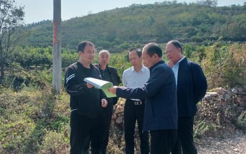 临沂楸树苗采购指南：如何科学评估苗圃渠道与规避陷阱