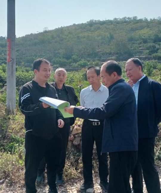 临沂楸树苗采购指南：如何科学评估苗圃渠道与规避陷阱
