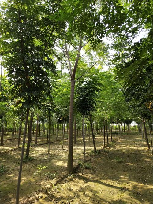 临沂楸树苗采购指南:如何科学评估苗圃渠道与规避陷阱 第四步:根系健康评估