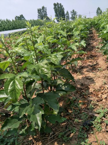 临沂楸树苗采购指南:如何科学评估苗圃渠道与规避陷阱 综合评估与试单建议