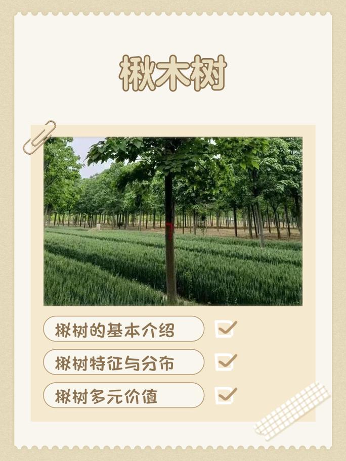 临沂楸树苗采购指南:如何科学评估苗圃渠道与规避陷阱 第六步:售后保障书面化