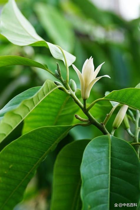 白兰花冬天开花吗?揭秘冬季养护与开花条件 常见问题(FAQ)