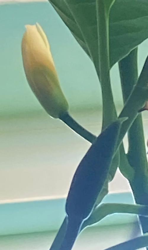 白兰花冬天开花吗?揭秘冬季养护与开花条件 总结