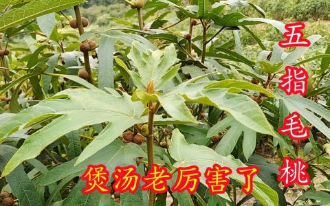 五指毛桃价格多少钱一斤？产地、规格与季节如何影响报价