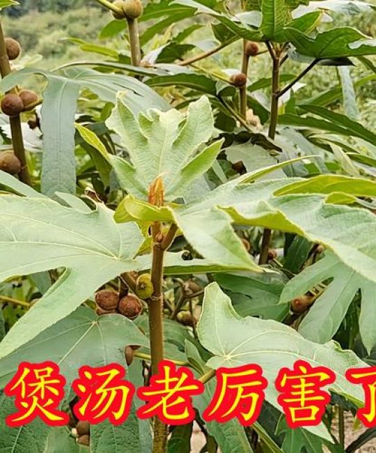 五指毛桃价格多少钱一斤？产地、规格与季节如何影响报价