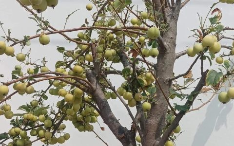 为什么有的海棠树不结果？揭秘花期果期与养护关键因素