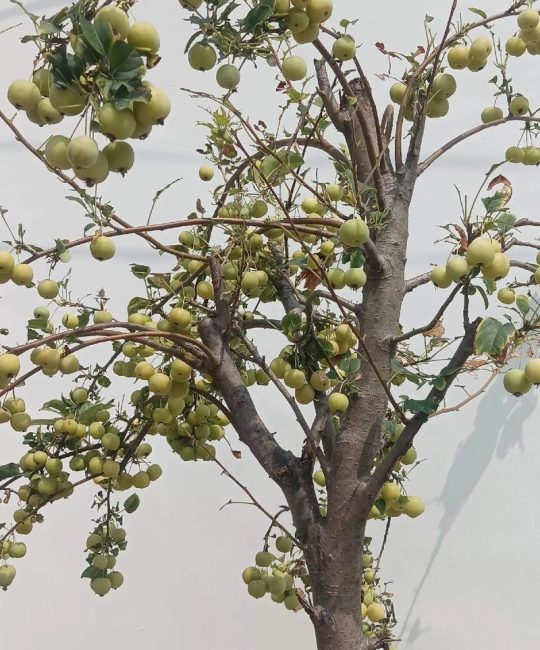 为什么有的海棠树不结果？揭秘花期果期与养护关键因素