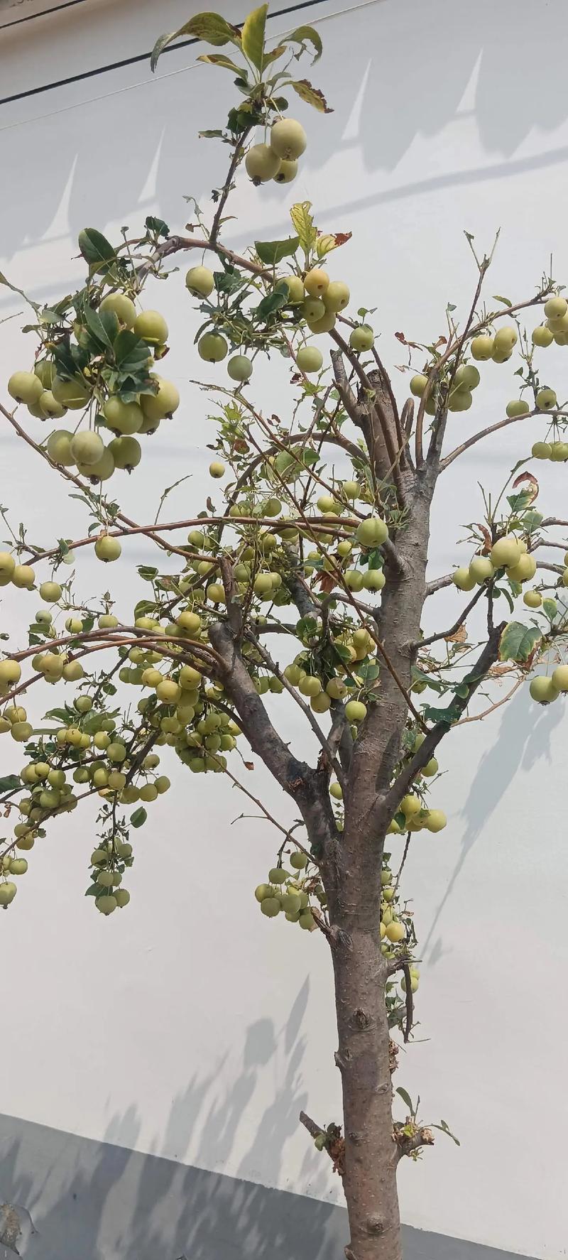 为什么有的海棠树不结果?揭秘花期果期与养护关键因素 海棠树不结果,通常由这四大原因导致