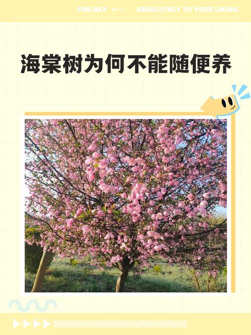 为什么有的海棠树不结果?揭秘花期果期与养护关键因素 促花促果养护步骤(可执行操作)