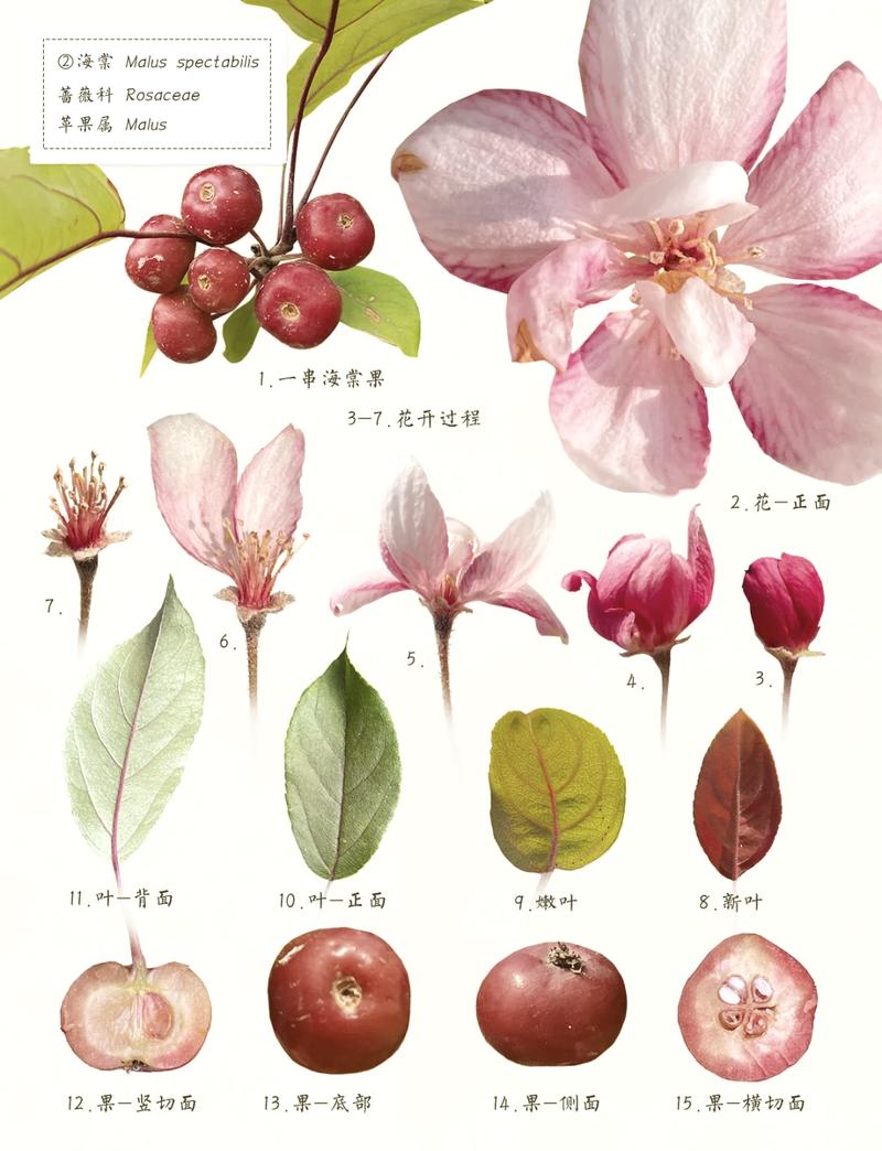 为什么有的海棠树不结果?揭秘花期果期与养护关键因素 不开花不结果常见原因与解决(结构化列表)