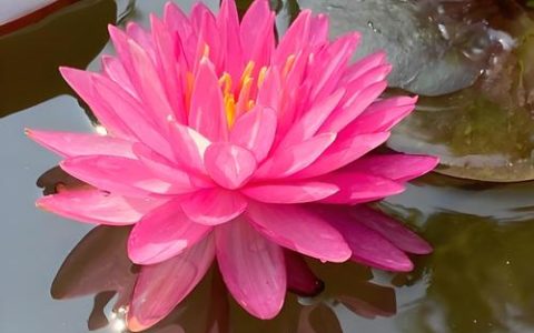 莲花与睡莲是一种花吗？一文讲清两种经典水生植物的5大核心区别
