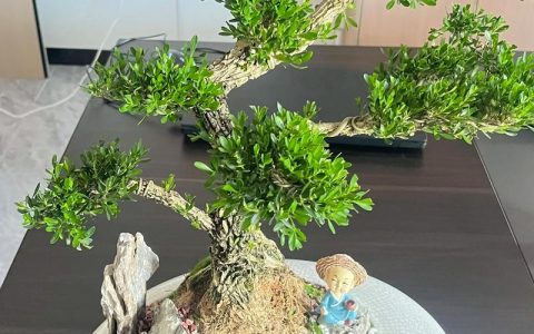小叶黄杨是绝佳风水树吗？科学种植指南与养护全攻略