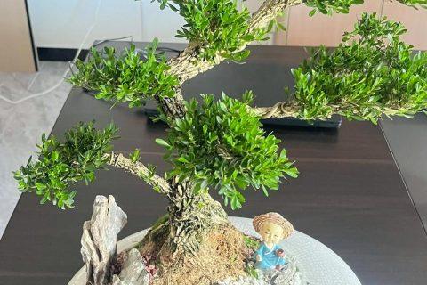 耐寒月季品种对比与推荐:北方庭院与阳台种植全攻略 - 桂林诚品苗圃网