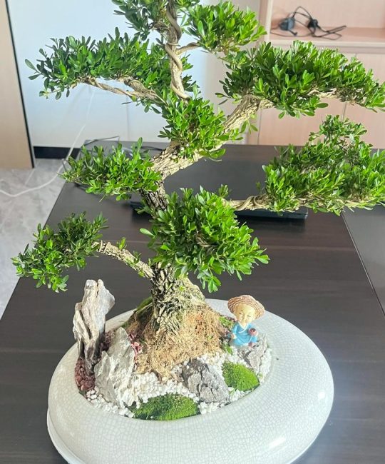 小叶黄杨是绝佳风水树吗？科学种植指南与养护全攻略
